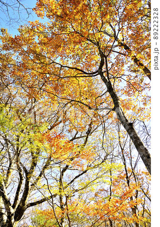 丹沢の石棚山 ハウチワエデの紅葉 丹沢の石棚山 ハウチワエデの紅葉 89222328