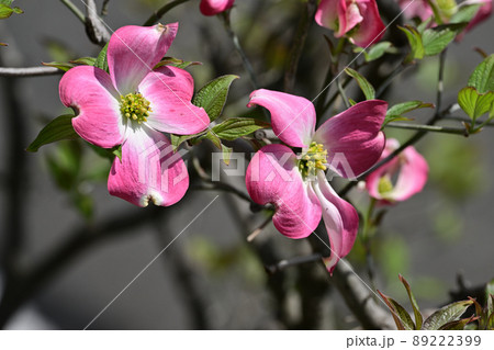 ハナミズキ 89222399