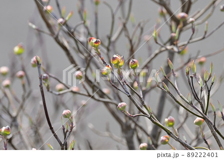 ハナミズキ・ツボミ 89222401