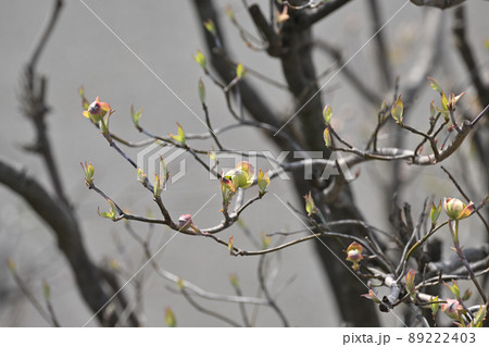 ハナミズキ・ツボミ 89222403