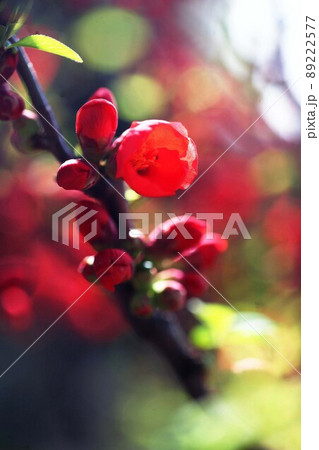咲き始めた、赤いボケの花 89222577