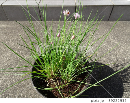 可愛いピンクの花が咲いたハーブのチャイブにてんとう虫がついている写真 可愛いピンクの花が咲いたハーブのチャイブにてんとう虫がついている写真 89222955