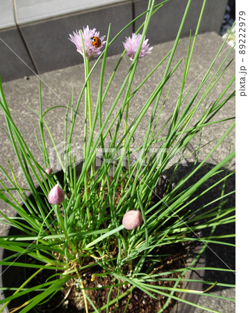 可愛いピンクの花が咲いたハーブのチャイブにてんとう虫がついている写真 89222979