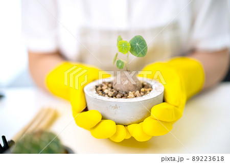 Cheerful happy Asian woman planting a small houseplant in the room close up, gently water a plants by using water spray. Asian happy girl enjoy planting and watering a cactus  and houseplant. 89223618