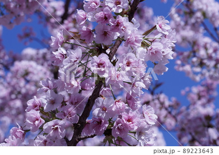 満開の八重桜 満開の八重桜 89223643