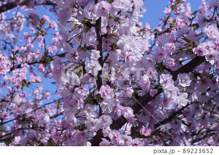 満開の八重桜 満開の八重桜 89223652
