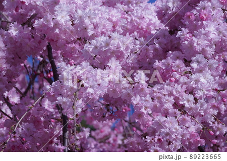 満開の八重桜 89223665