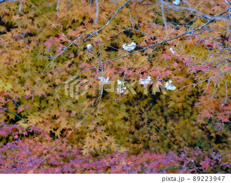冬桜と紅葉 冬桜と紅葉 89223947