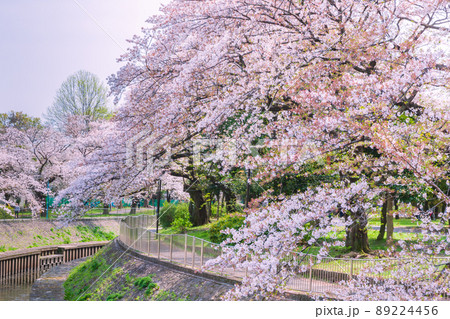 善福寺川緑地の桜並木　東京春風景 89224456