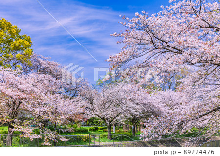 善福寺川緑地の桜並木　東京春風景 89224476