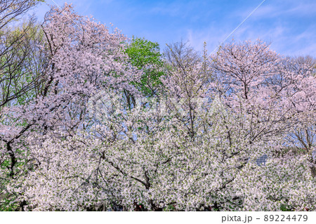 善福寺川緑地の桜並木　東京春風景 89224479