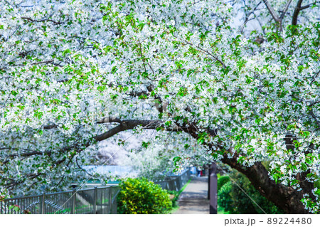 善福寺川緑地の桜並木　東京春風景 89224480