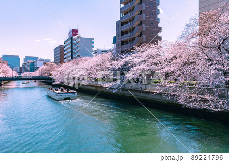 門前仲町の桜並木 東京春風景 門前仲町の桜並木 東京春風景 89224796
