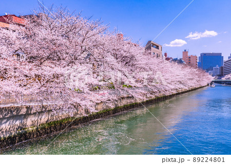 門前仲町の桜並木　東京春風景 89224801