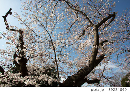春の朝日に照らされた満開の桜の大木 89224849