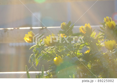 福寿草 89225002