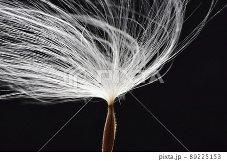 フワフワ モコモコ もこもこ 89225153