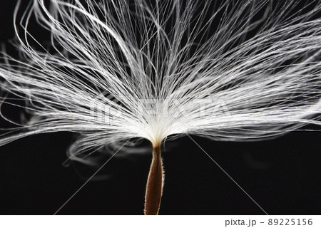 フワフワ モコモコ もこもこ 89225156