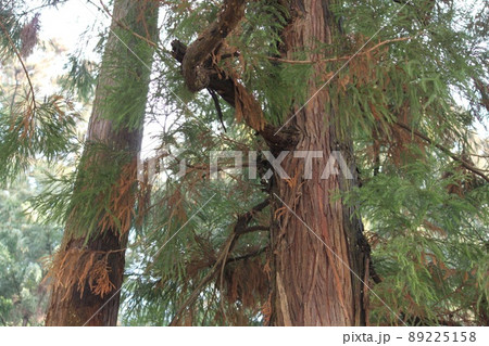 杉の木 89225158
