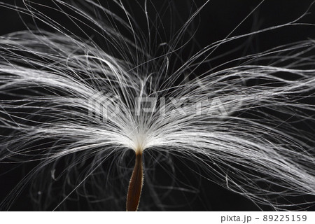 フワフワ モコモコ もこもこ 89225159