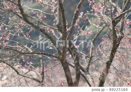 梅の枝 梅の枝 89225160