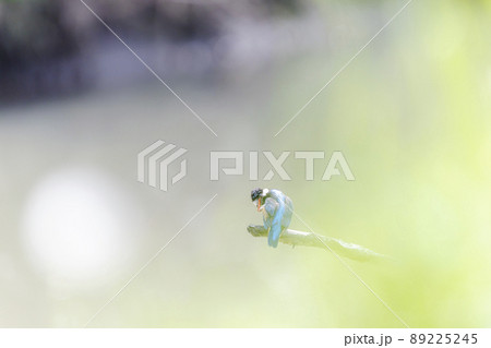 枯れ木で休むカワセミ 89225245