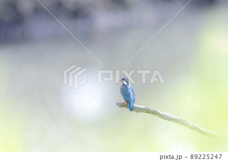 枯れ木で休むカワセミ 89225247
