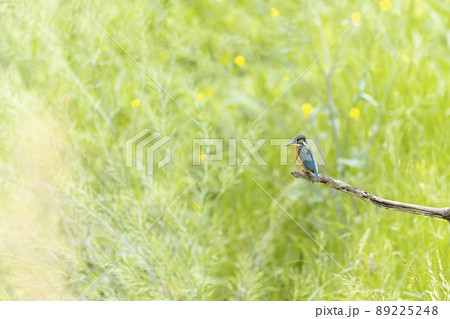 枯れ木で休むカワセミ 89225248