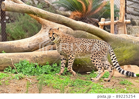 チーター 89225254