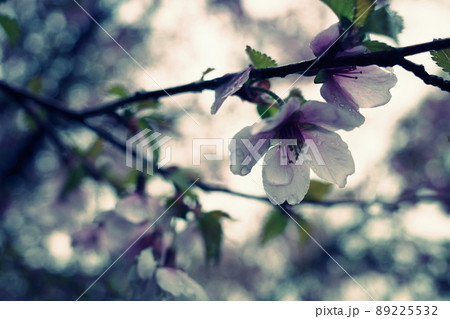 雨と山桜 89225532