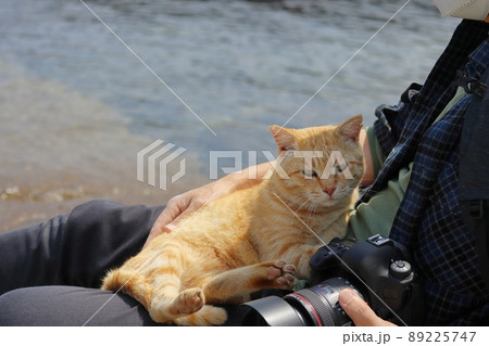 猫 カメラマンの膝に座る野良猫 地域猫 猫 カメラマンの膝に座る野良猫 地域猫 89225747