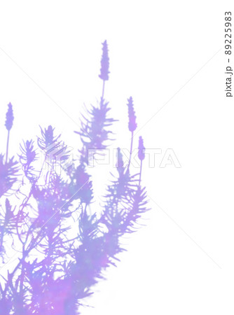 多彩な絵の具で描いた、ラベンダーのシルエット 89225983