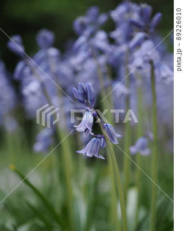 青紫の釣鐘水仙 89226010