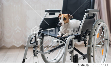Jack Russell Terrier dog sits in a wheelchair. A devoted friend is waiting for the owner. 89226243