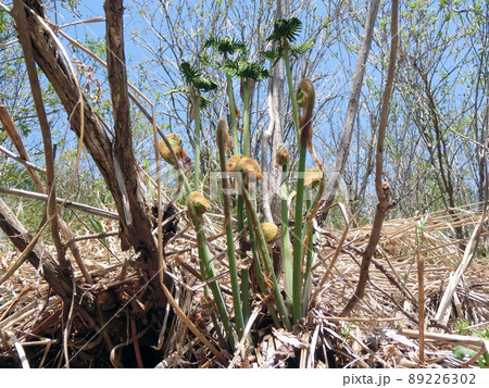 ゼンマイ（秋田市雄和・4月28日） 89226302