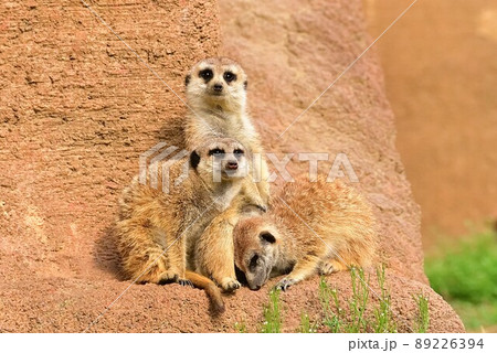 ミーアキャット ミーアキャット 89226394