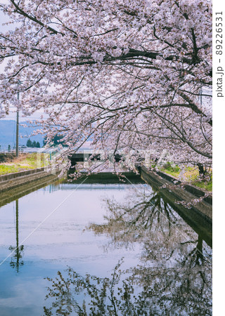 さくら咲く拾ヶ堰の景色【安曇野市豊科】 さくら咲く拾ヶ堰の景色【安曇野市豊科】 89226531