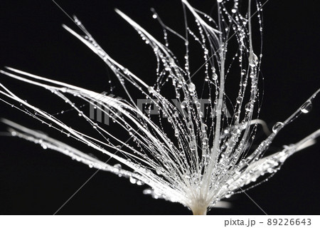 綿毛 むくげ わた毛 89226643