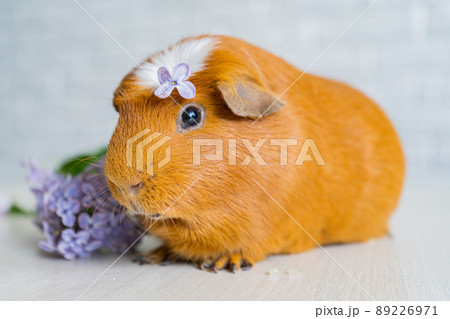The red domestic guinea pig Cavia porcellus, also known as cavy or domestic cavy The red domestic guinea pig Cavia porcellus, also known as cavy or domestic cavy 89226971