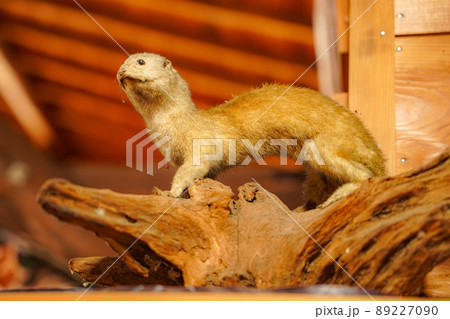 動物 剥製 イタチの写真素材 [89227090] - PIXTA