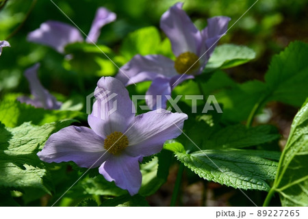 六甲高山植物園のシラネアオイの花 六甲高山植物園のシラネアオイの花 89227265