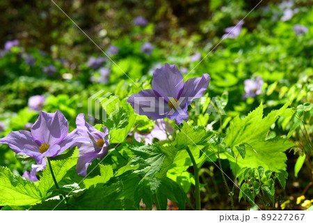 六甲高山植物園のシラネアオイの花 89227267