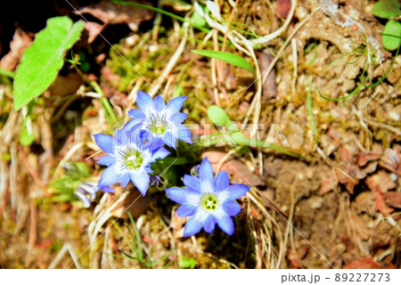 六甲高山植物園のハルリンドウの花 六甲高山植物園のハルリンドウの花 89227273
