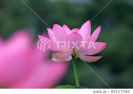 古代ロマン大賀ハス 89227560