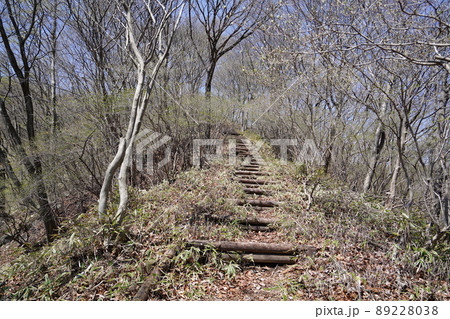 群馬県前橋市 おおさる山乃家付近からツツジが峰への登山道 2022年4月19日 群馬県前橋市 おおさる山乃家付近からツツジが峰への登山道 2022年4月19日 89228038