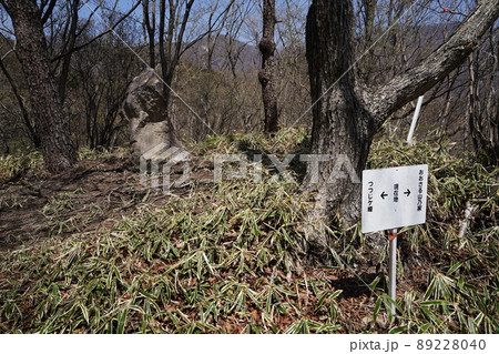 おおさる山乃家付近からツツジが峰への登山道　尾根に到着　2022年4月19日 89228040