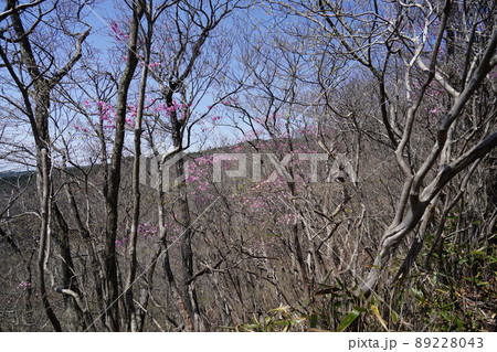 おおさる山乃家付近からツツジが峰への登山道 アカヤシオが咲いている 2022年4月19日 おおさる山乃家付近からツツジが峰への登山道 アカヤシオが咲いている 2022年4月19日 89228043