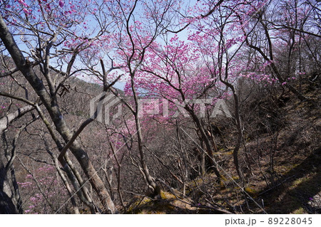 おおさる山乃家からツツジが峰の登山道　標高1100m付近のアカヤシオ群落　　2022年4月19日 89228045