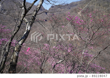 おおさる山乃家からツツジが峰の登山道　標高1100m付近のアカヤシオ群落　　2022年4月19日 89228047
