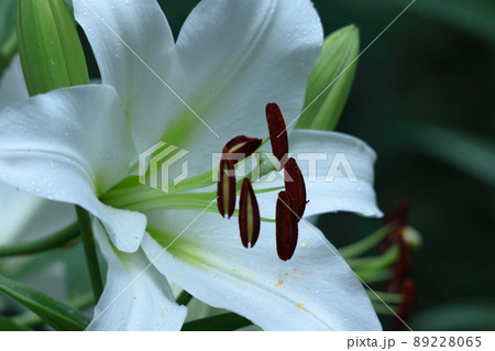 純潔を象徴する花 純潔を象徴する花 89228065